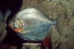 Myloplus rubripinnis - 